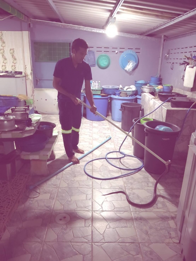 งานป้องกันและบรรเทาสาธารณภัย เทศบาลตำบลราชกรูด [งูเข้าบ้าน]